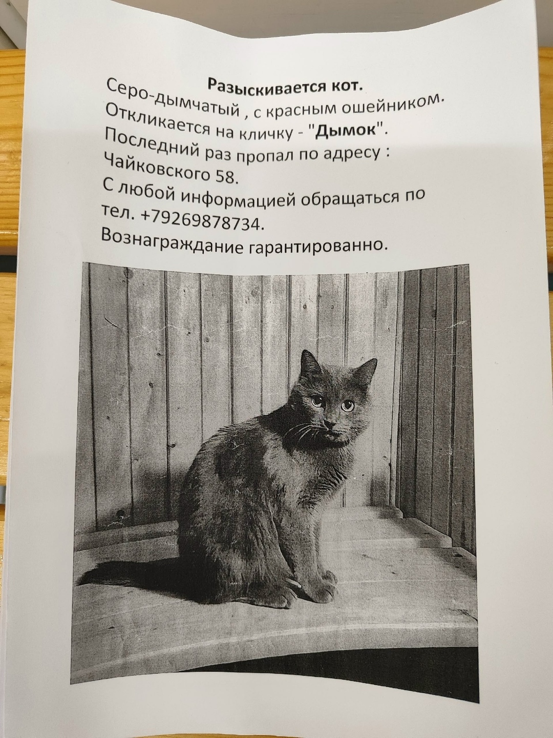 Пропала кошка в Ступине — фото объявления