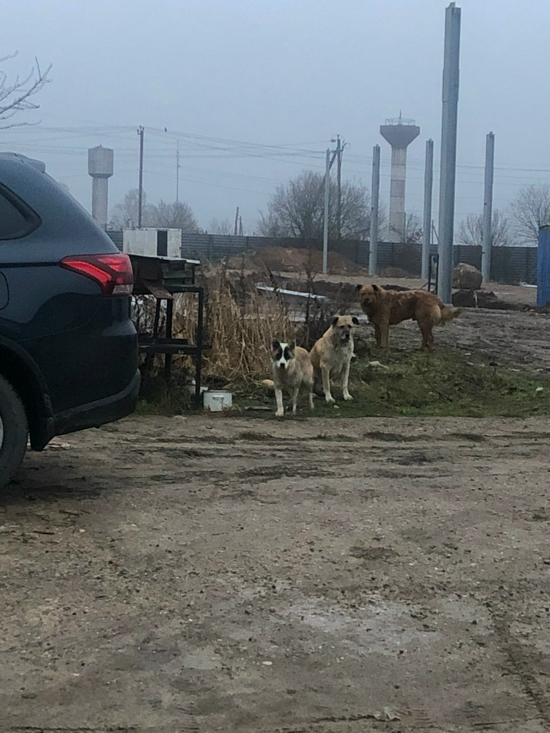 Найдена собака в Солнечногорске — фото объявления