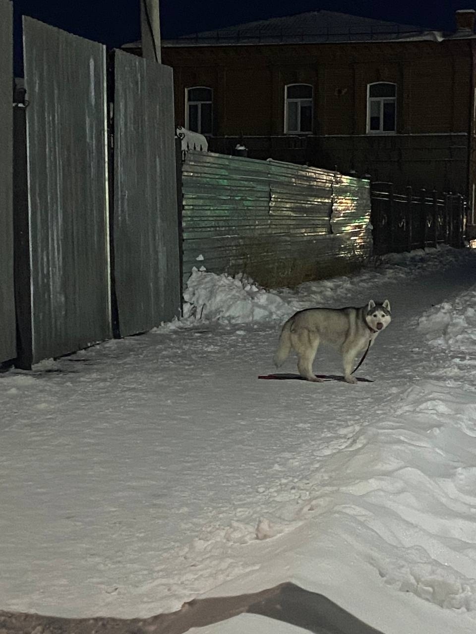 Пропала собака в Троицке — фото объявления