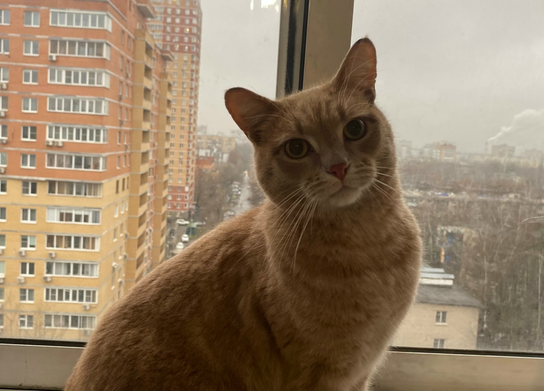 Найдена кошка в Королёве — фото объявления