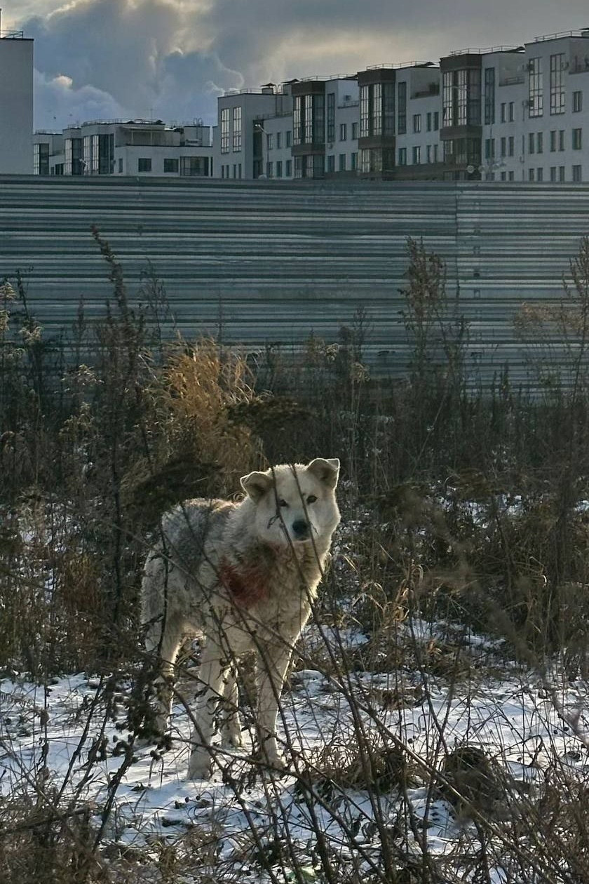Пропала собака в Мытищах — фото объявления