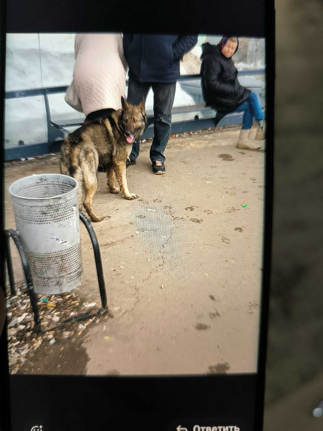 Пропала собака в Казани — фото объявления