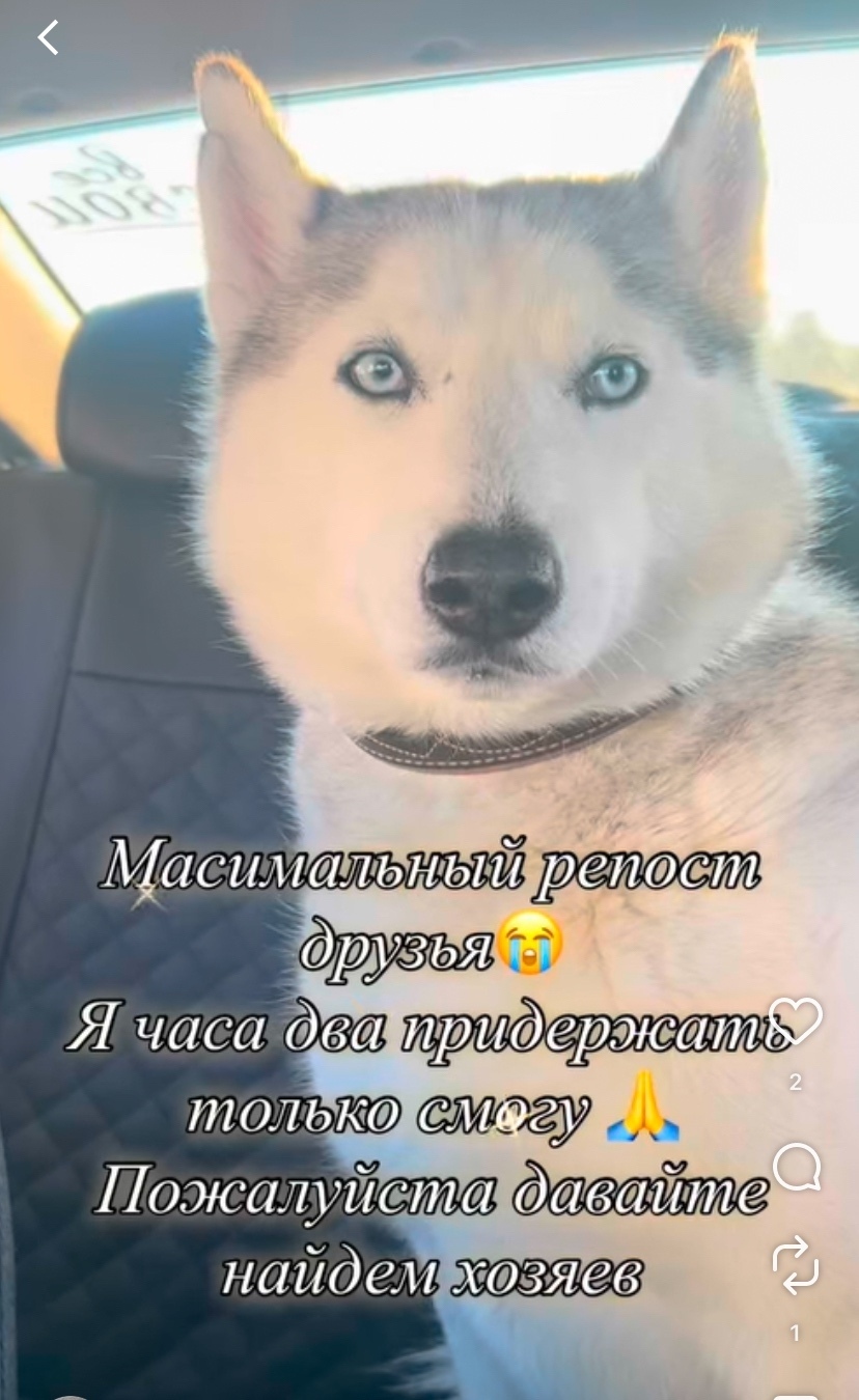 Найдена собака в Казани — фото объявления