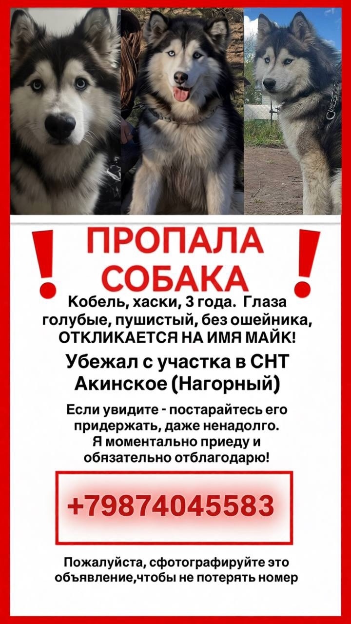 Пропала собака в Казани — фото объявления