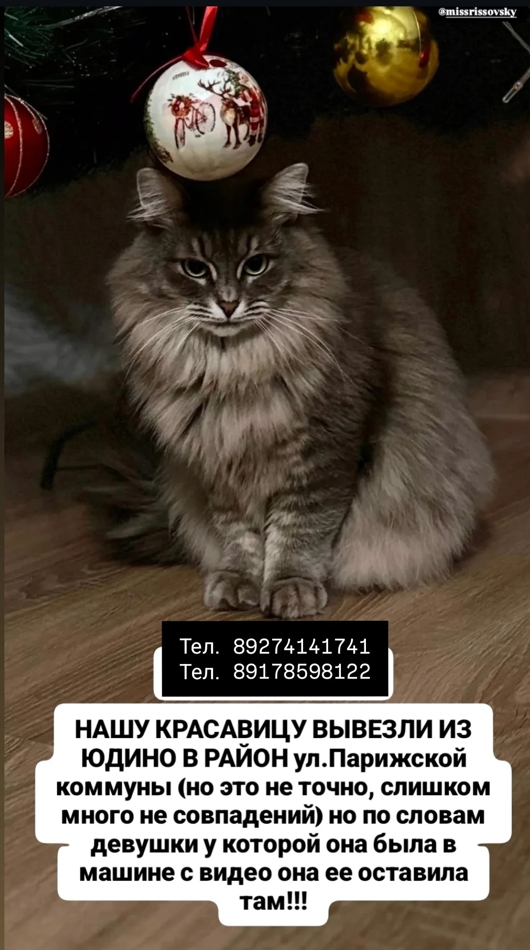 Найдена кошка в Казани — фото объявления