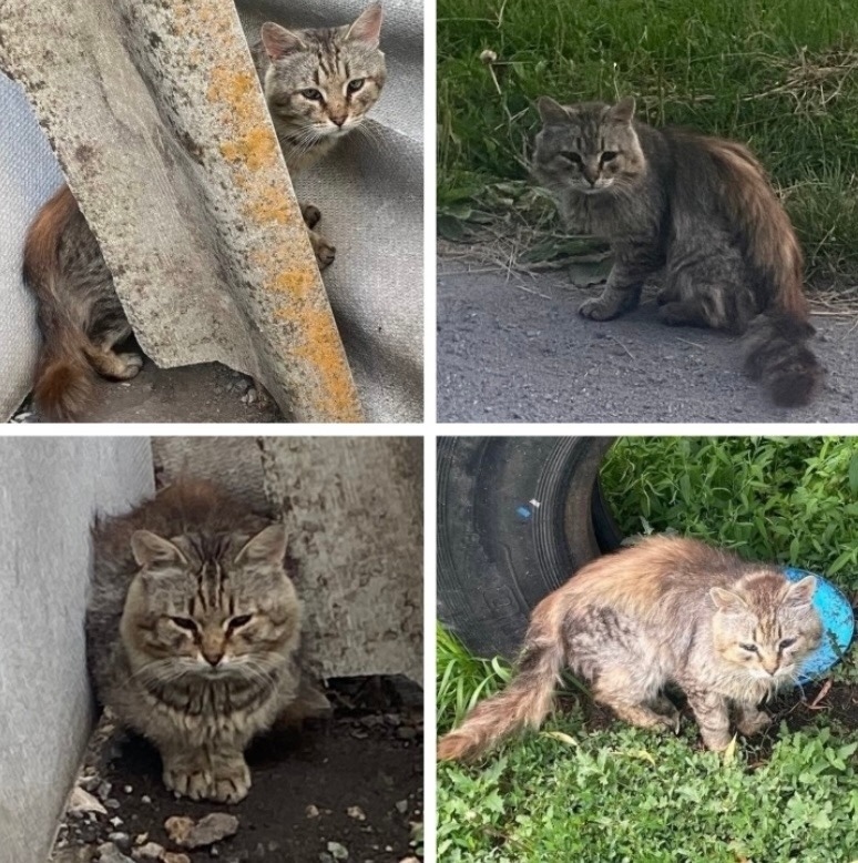 Найдена кошка в Воронеже — фото объявления