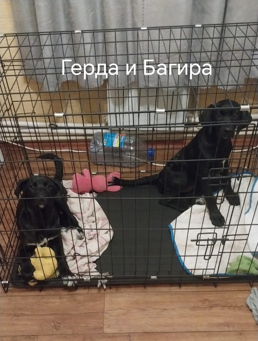 Найдена собака в Воронеже — фото объявления
