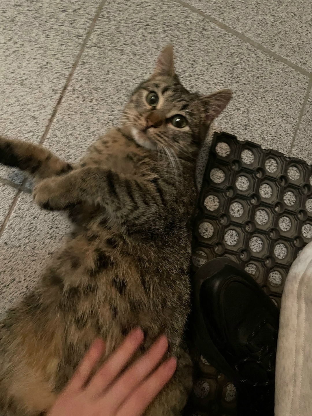 Найдена кошка в Воронеже — фото объявления