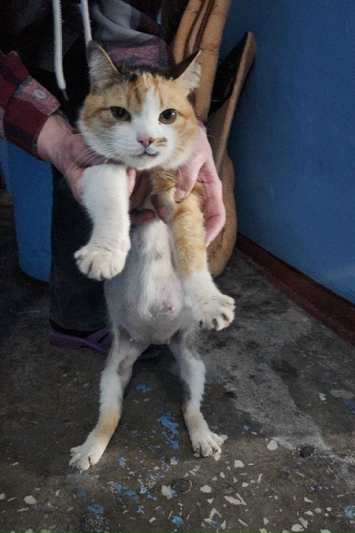 Найдена кошка в Красноярске — фото объявления