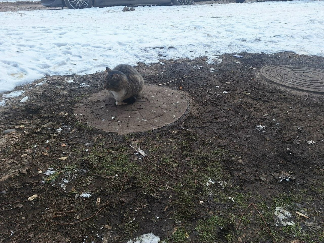 Найдена кошка в Красноярске — фото объявления