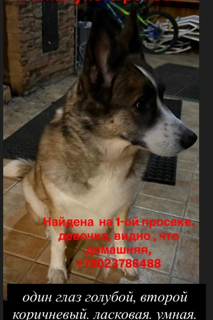 Найдена собака в Тольятти — фото объявления