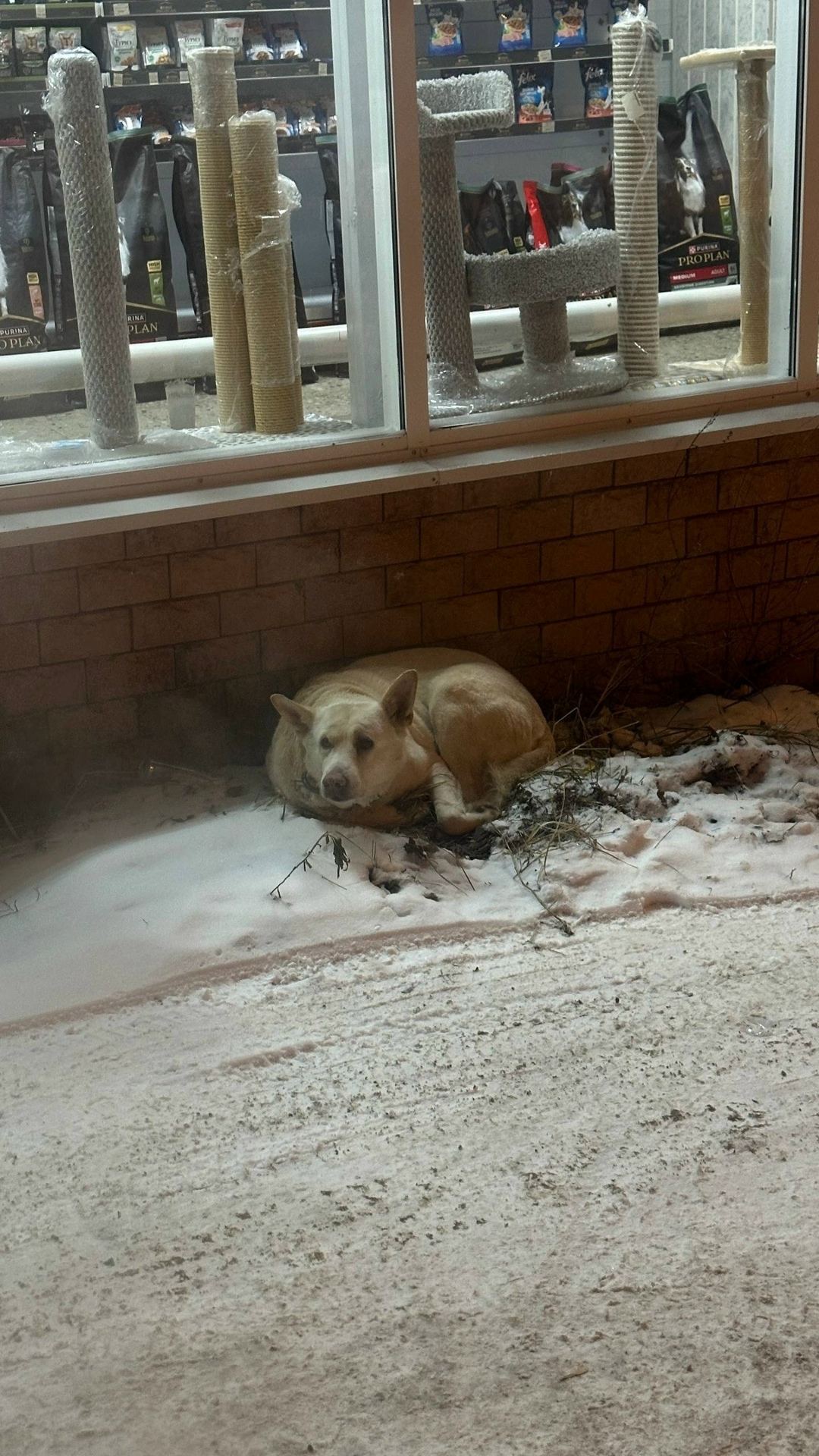 Пропала собака в Тольятти — фото объявления