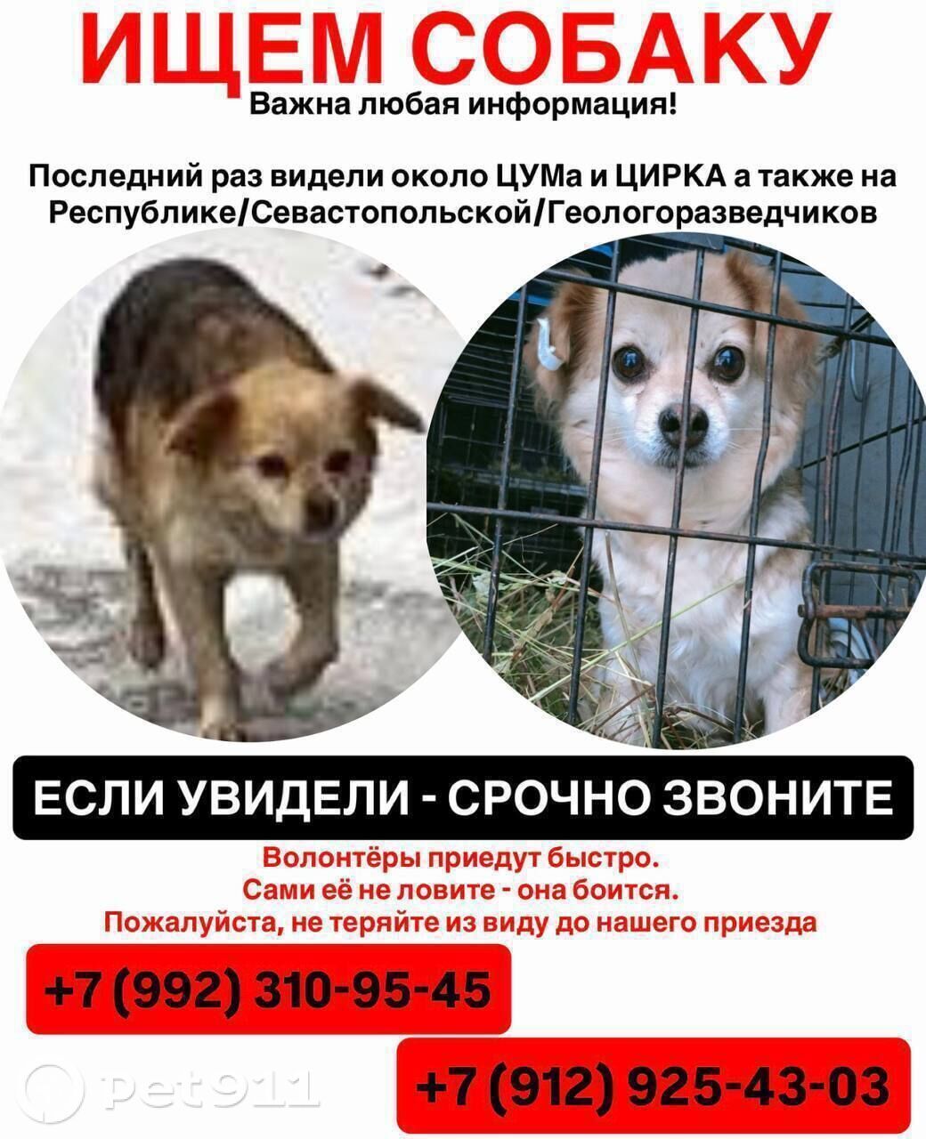 Пропала собака в Тюмени — фото объявления