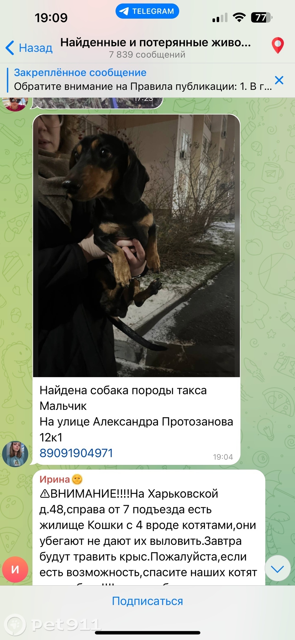 Найдена собака в Тюмени — фото объявления