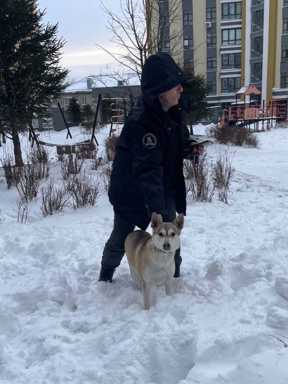 Найдена собака в Барнауле — фото объявления