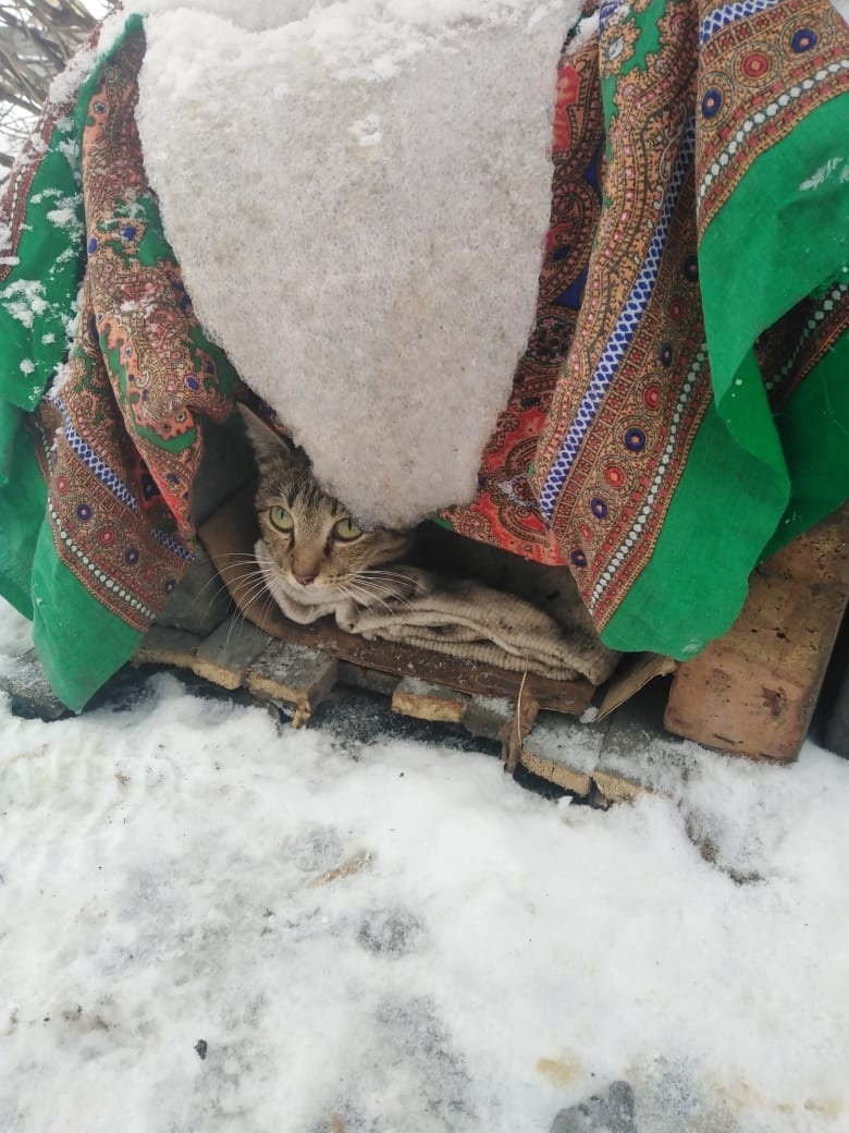 Найдена кошка в Барнауле — фото объявления