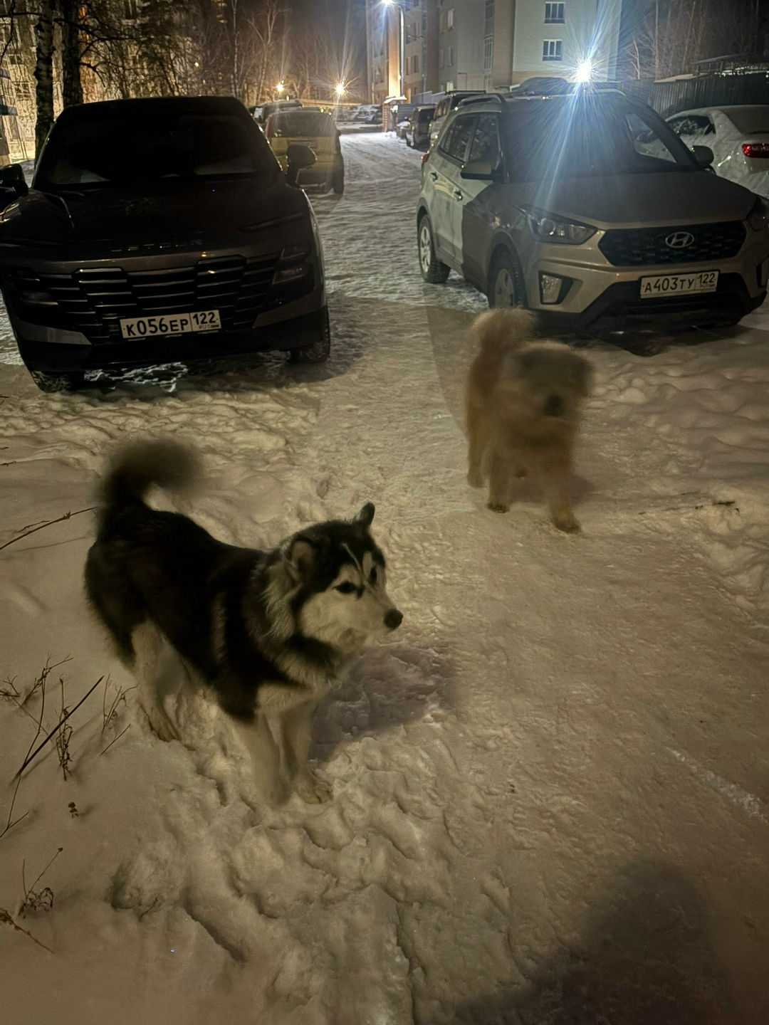 Найдена собака в Барнауле — фото объявления