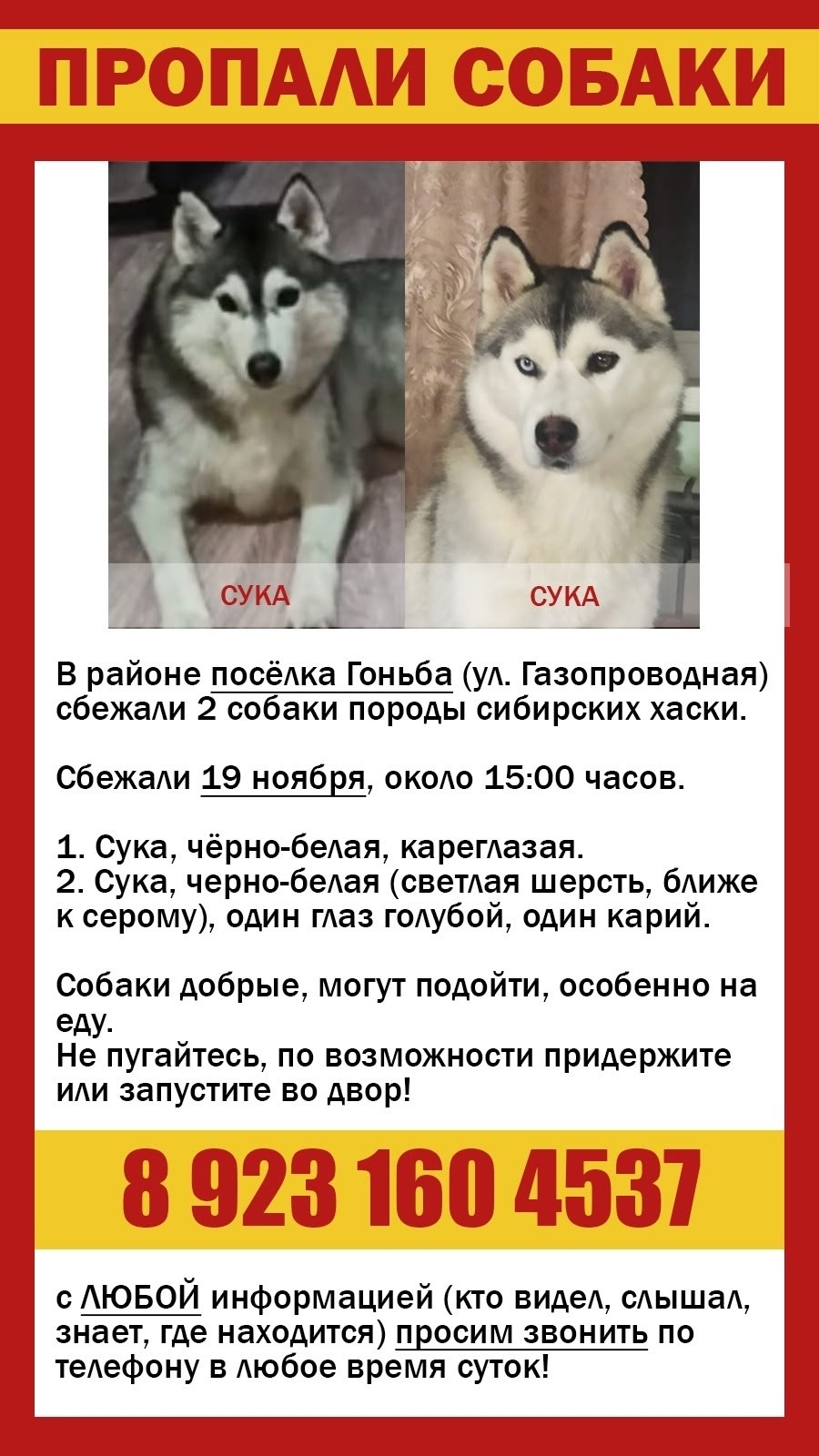 Пропала собака в Барнауле — фото объявления