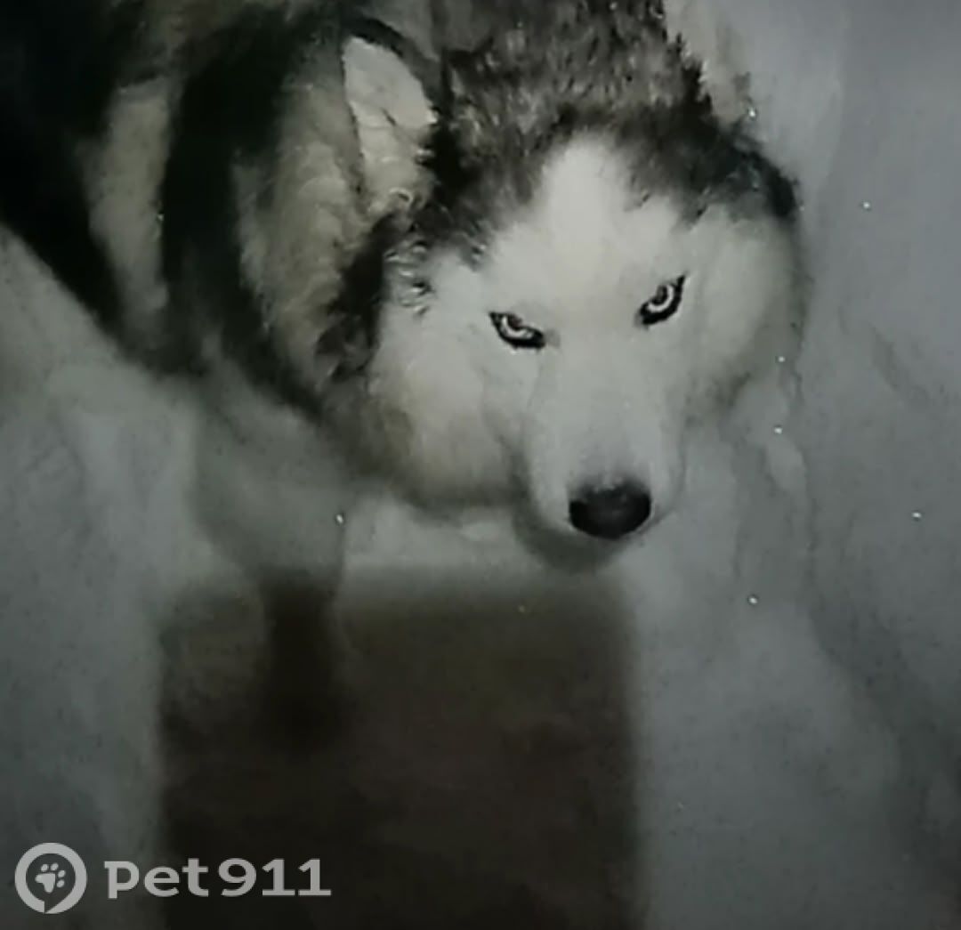 Пропала собака в Ижевске — фото объявления