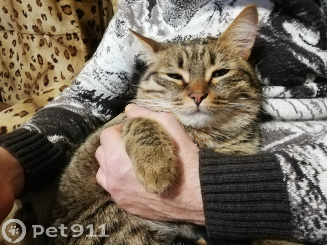 Пропала кошка в Ижевске — фото объявления