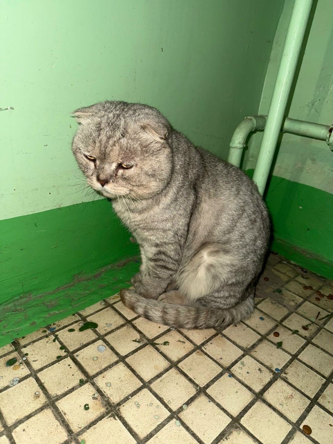 Пропала кошка в Нижнекамске — фото объявления
