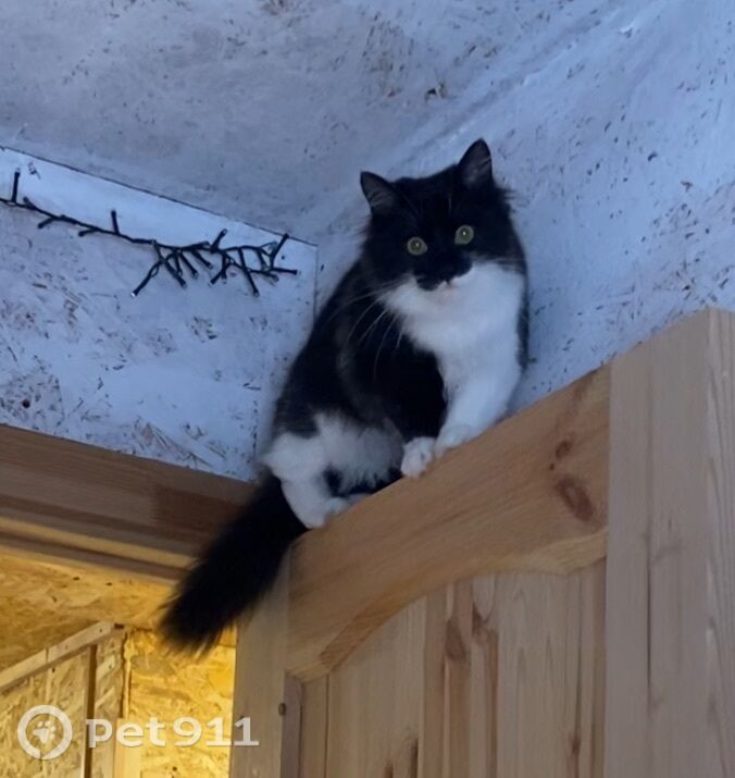 Найдена кошка в Кудрове — фото объявления