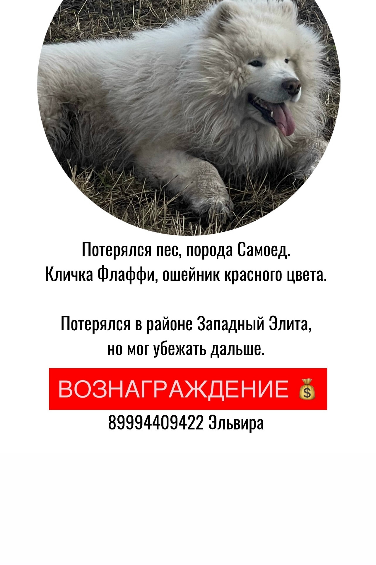 Найдена собака в Красноярске — фото объявления