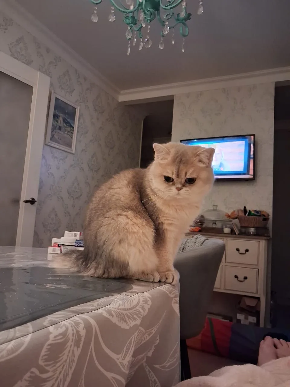 Пропала кошка в Черноголовке — фото объявления