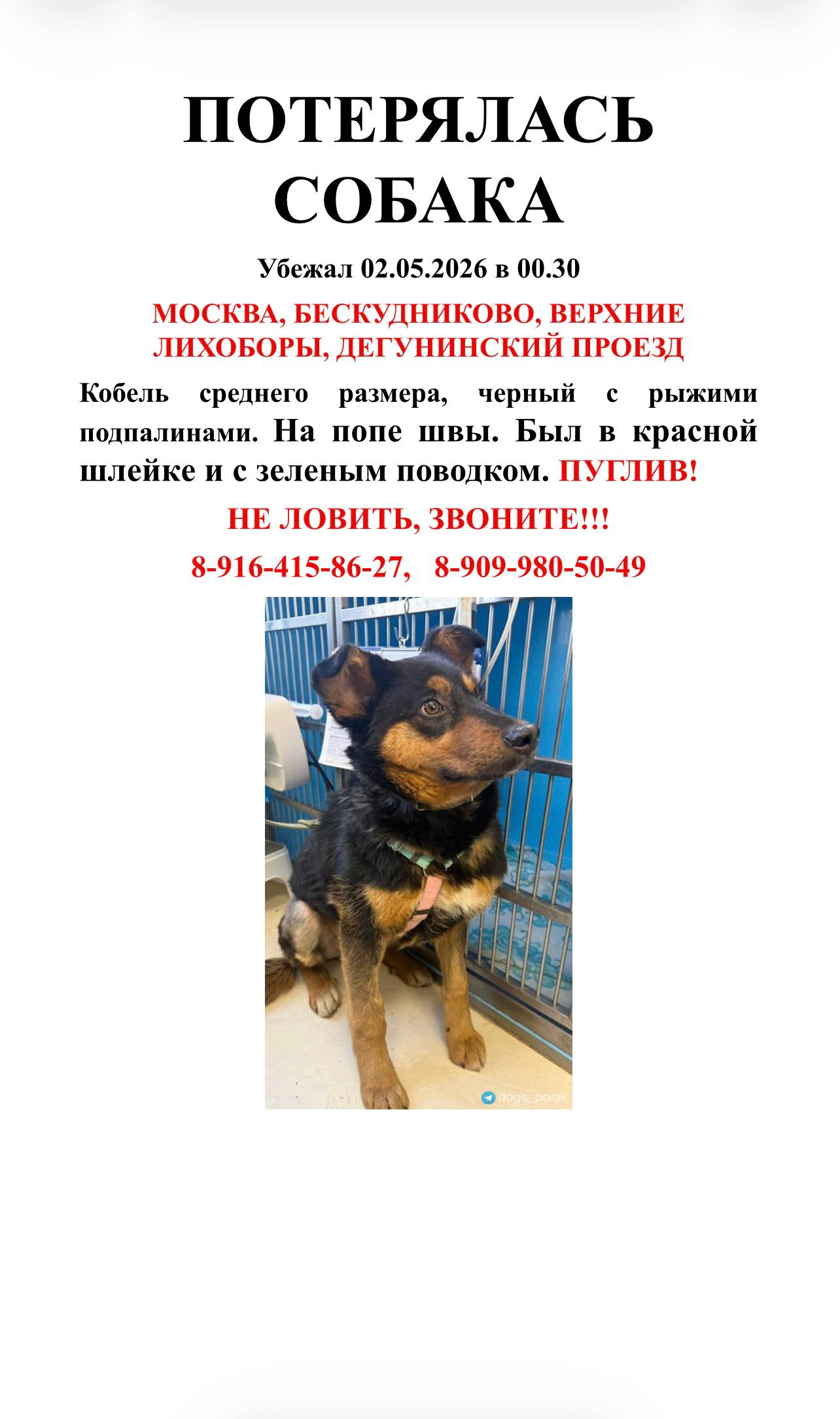 Пропала собака в Москве — фото объявления