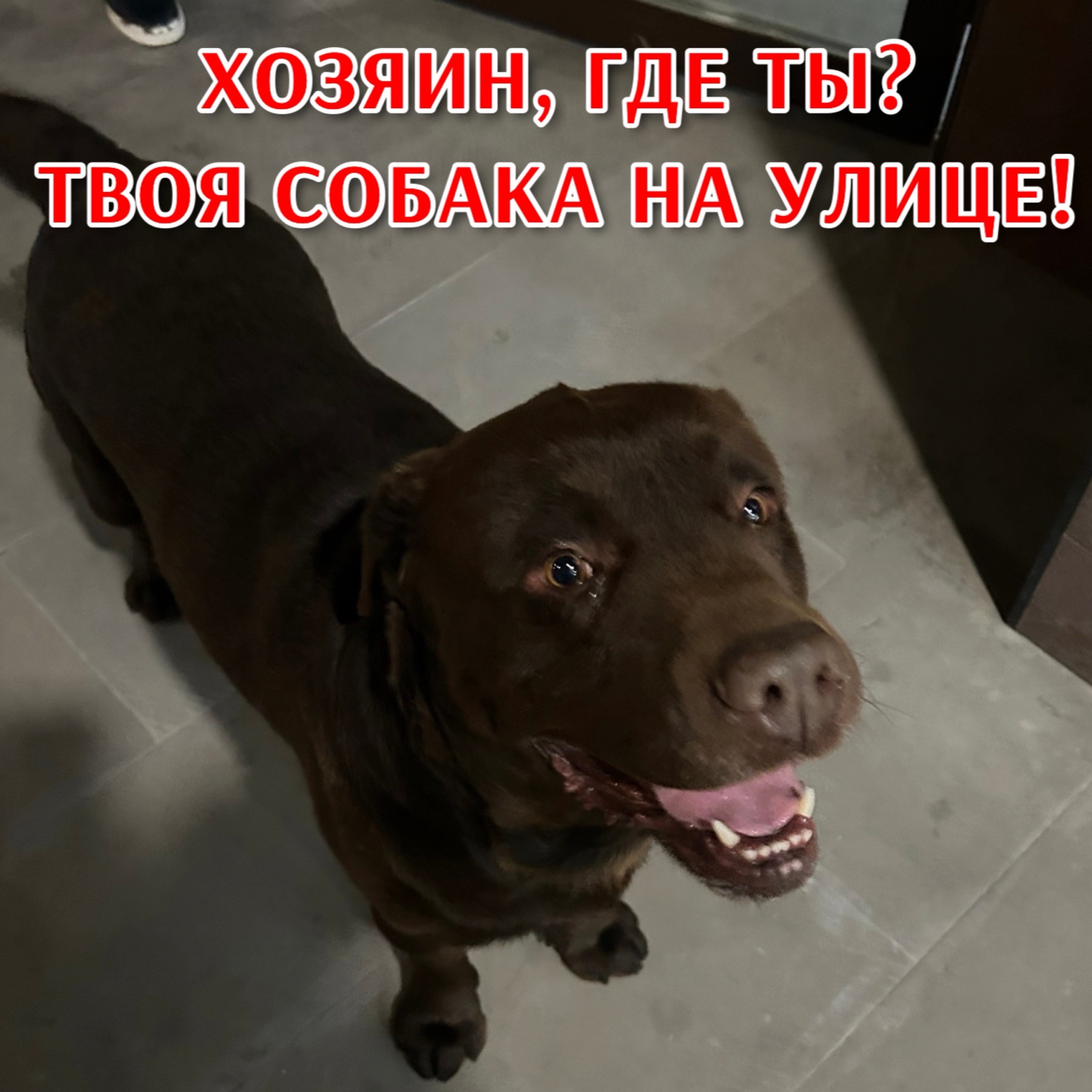 Пропала собака в Ставрополе — Объявление о питомце в Ставрополи