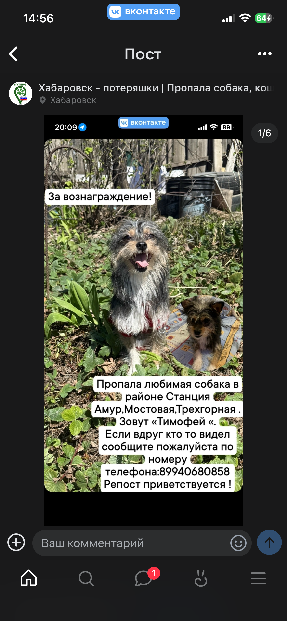 Пропала собака в Хабаровске — фото объявления