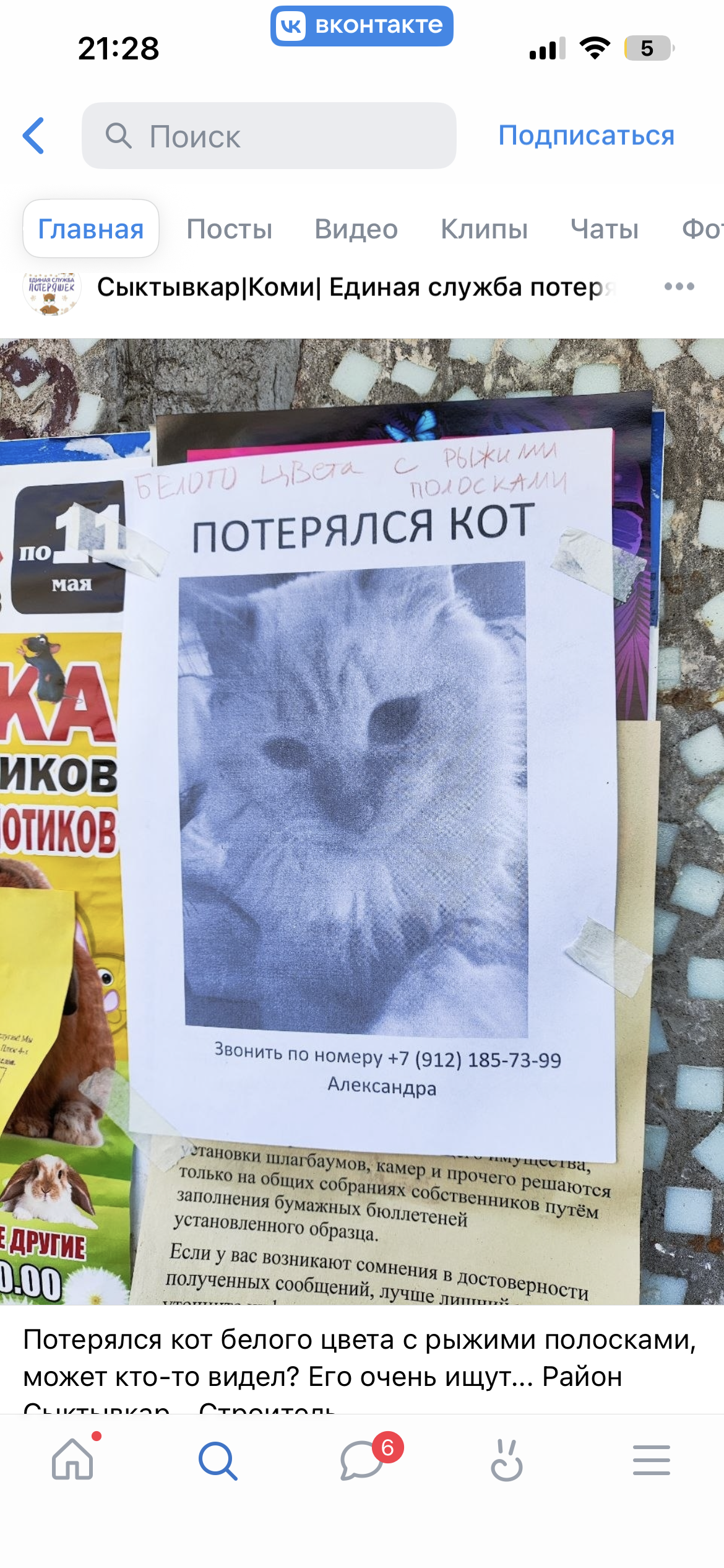 Пропала кошка в Сыктывкаре — фото объявления