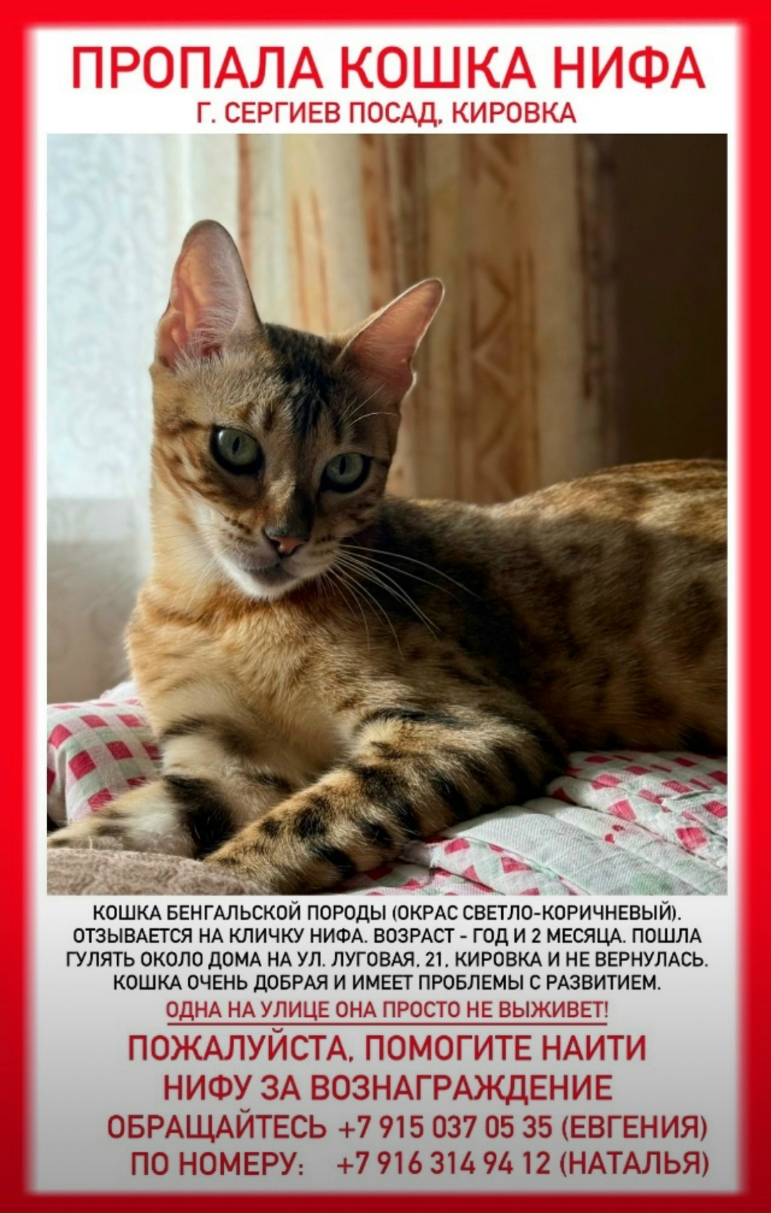 Найдена собака в Сергиевом Посаде — фото объявления