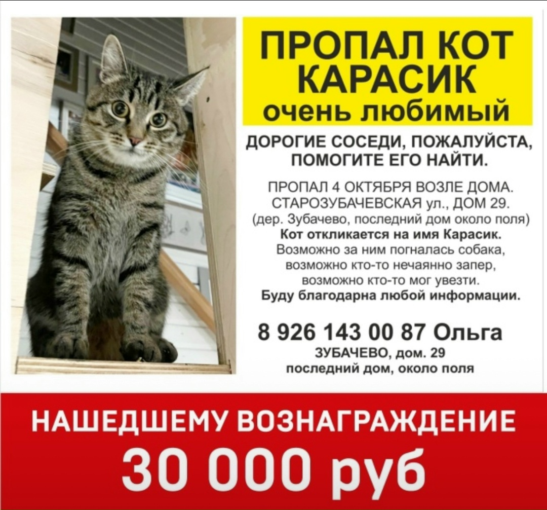 Найдена собака в Сергиевом Посаде — фото объявления