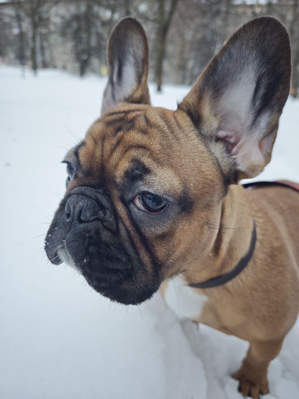 Пропала собака в Санкт-Петербурге — фото объявления