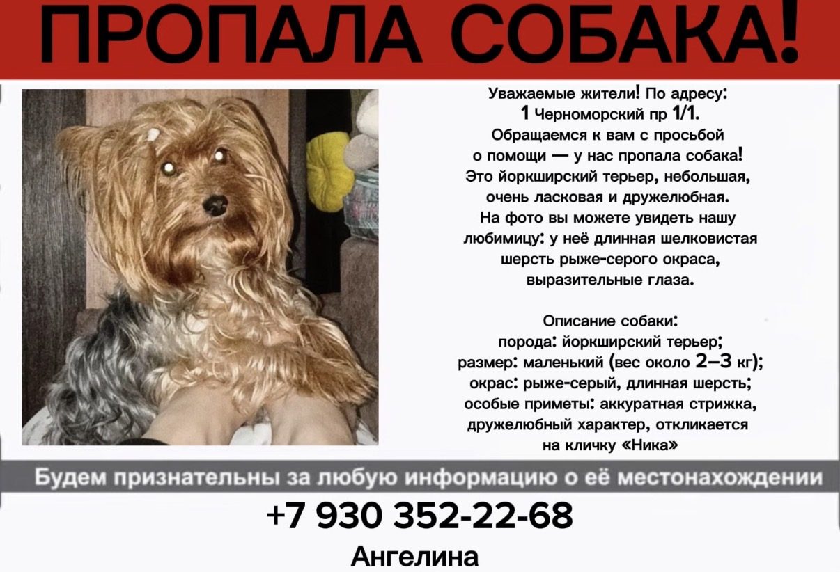 Пропала собака в Краснодаре — фото объявления