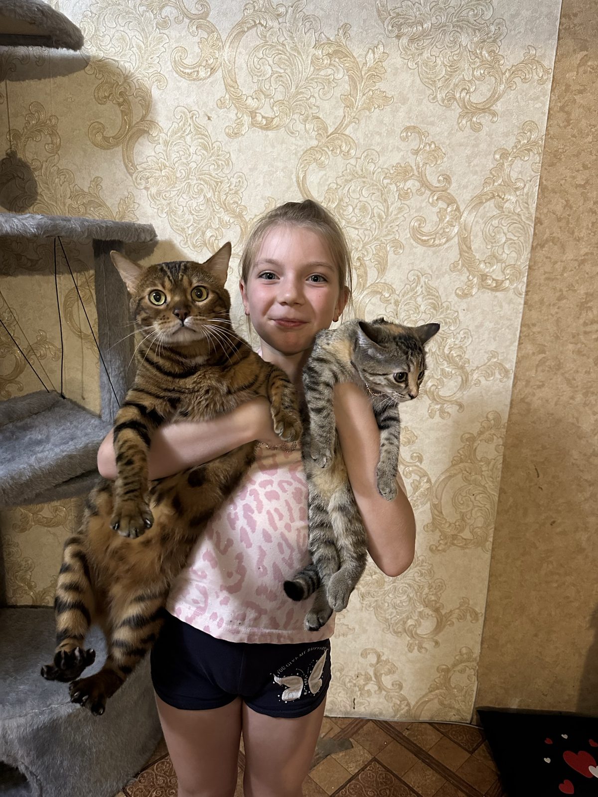 Пропала кошка в Новокузнецке — фото объявления