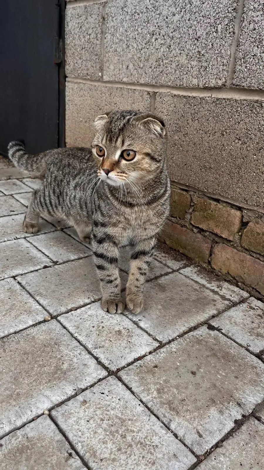 Пропала кошка в Мелеузе — фото объявления