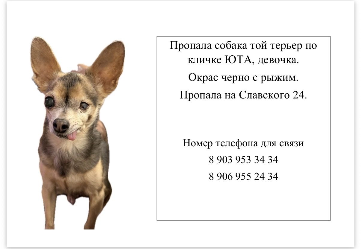 Пропала собака в Северске — фото объявления