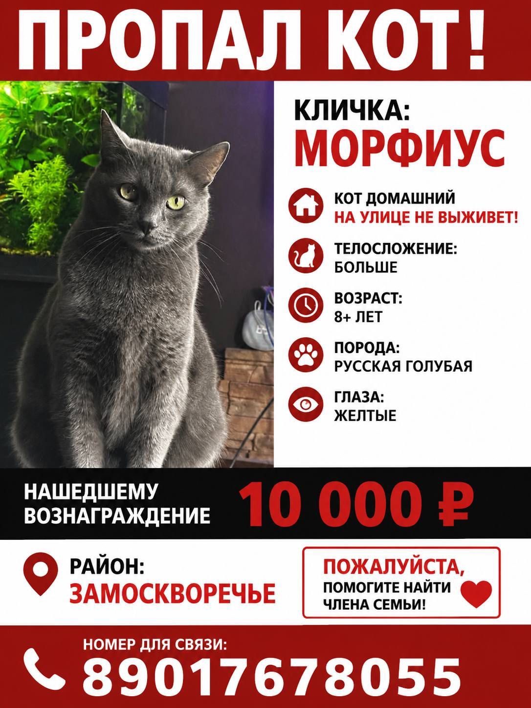 Пропала кошка в Москве — фото объявления