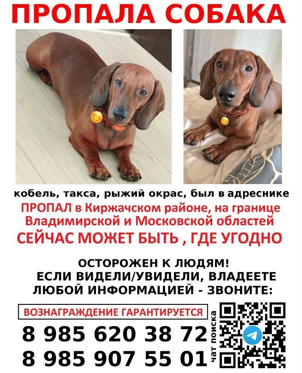 Пропала собака в Фрязине — фото объявления