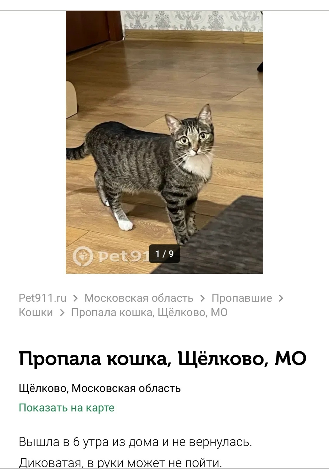 Пропала кошка в Фрязине — фото объявления