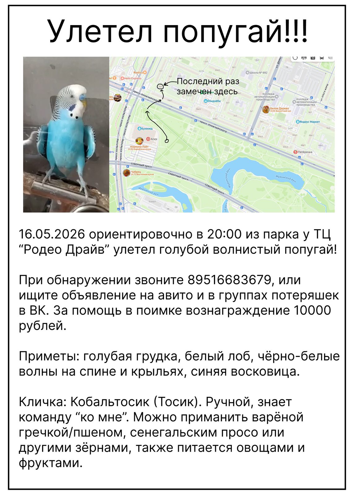 Объявление о питомце в Санкт-Петербурге — Улетел волнистый попугай