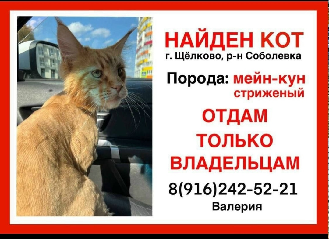 Найдена кошка в Фрязине — фото объявления