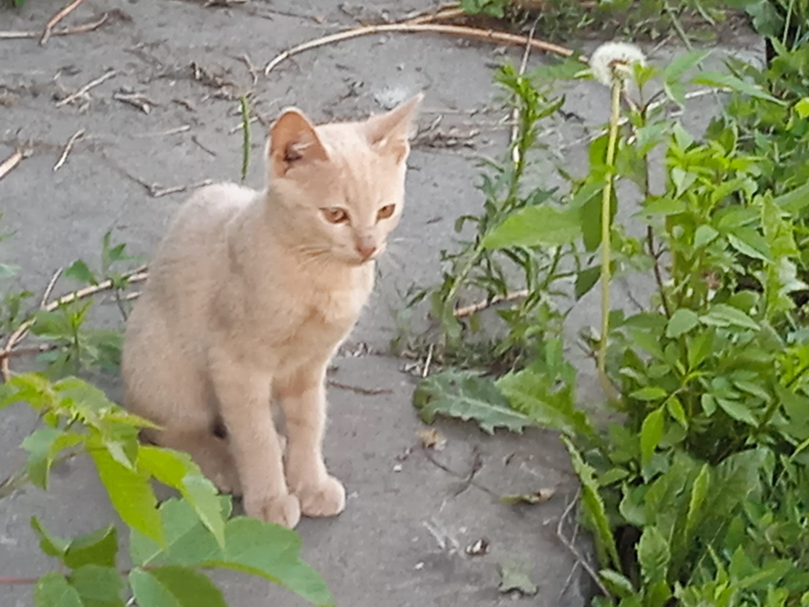 Пропала кошка в Курске — Кот Персик