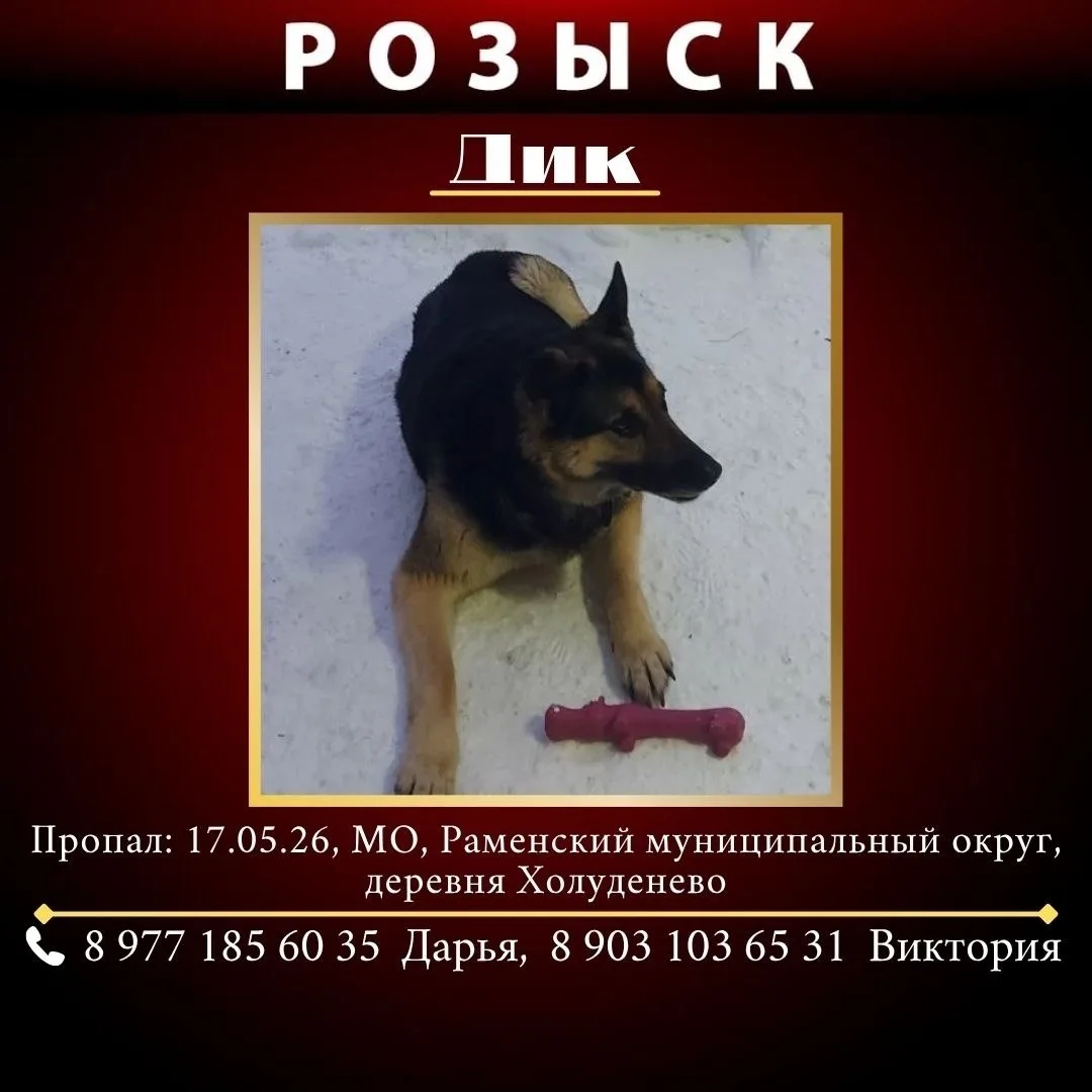 Пропала собака в Москве — Помогите найти!!!