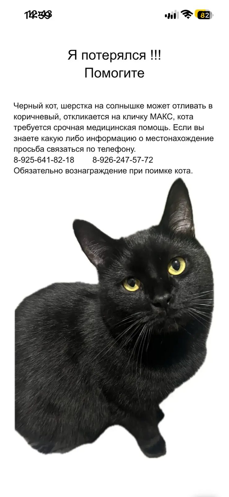Пропала кошка в Москве — фото объявления