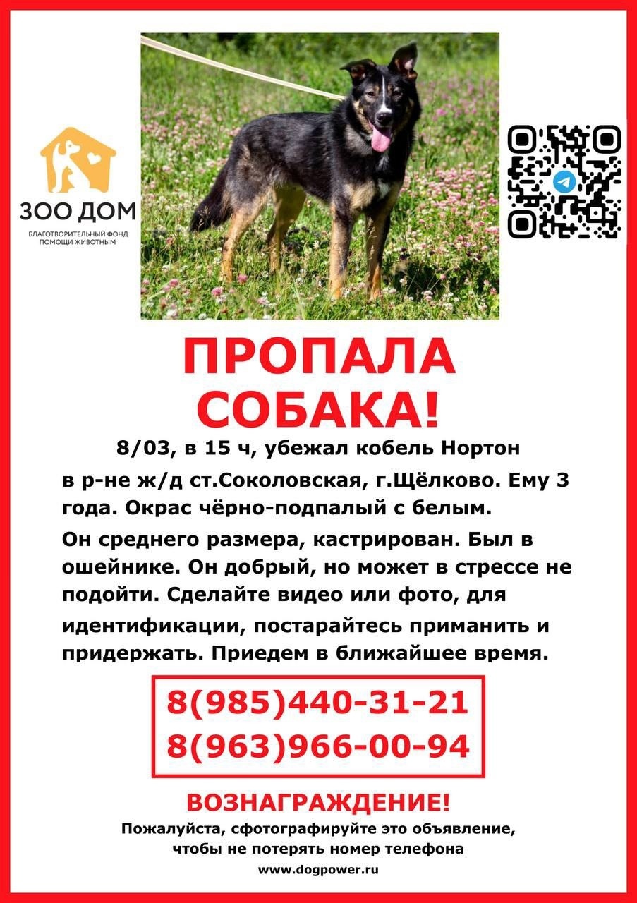 Найдена собака в Фрязине — фото объявления