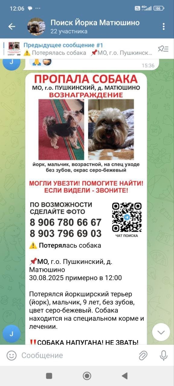 Пропала собака в Пушкино — фото объявления
