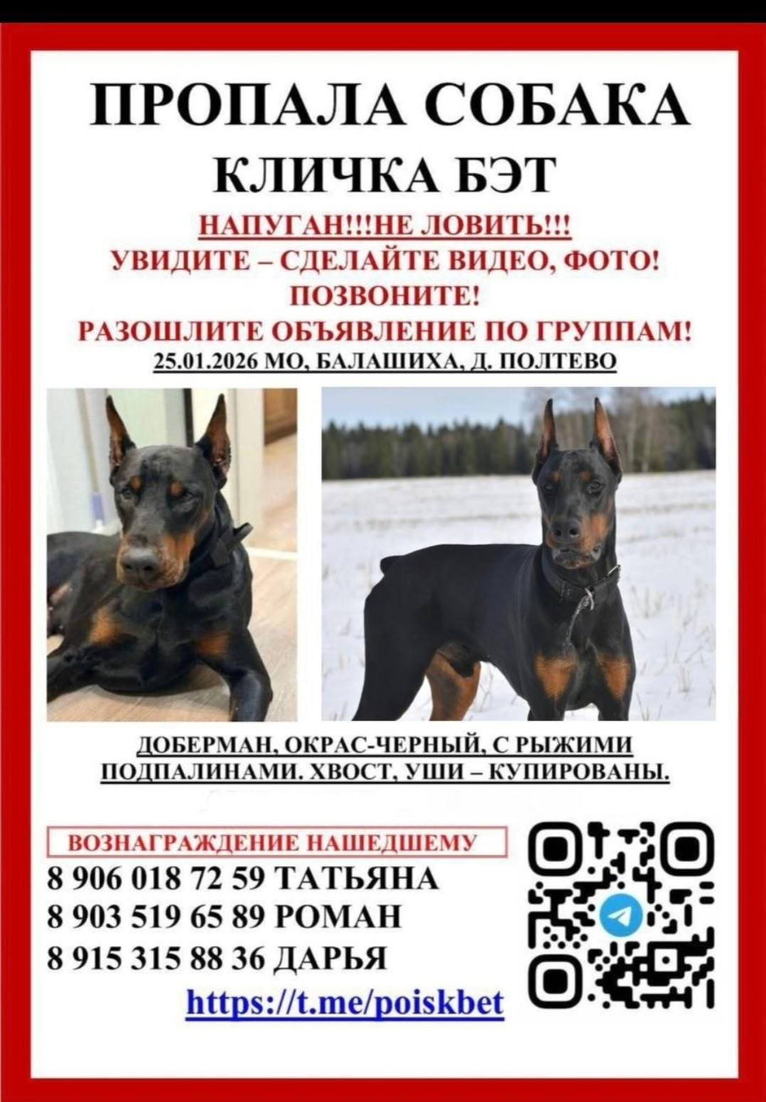 Пропала собака в Пушкино — фото объявления